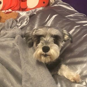 Meet your Posher, Joshua